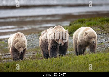 Die Bärin (Ursus arctos) und ihre Jährlinge patrouillieren in den Seggenwohnungen in der Nähe des McNeil River, Alaska. Braunbären versammeln sich jeden Frühling in der Gegend und... Stockfoto