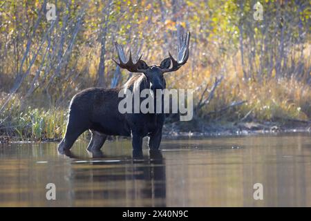 Reifer Alaska BullenElch (Alces alces) mit einem großen Geweihgeweih hält in den Untiefen eines Kenai National Wildlife Refuge Sees... Stockfoto