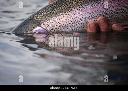 Einheimische Regenbogenforellen (Oncorhynchus mykiss), die von einem Fliegenfischer im berühmten Kenai River in Alaska gefangen wurden, werden zurück in den Fluss freigesetzt Stockfoto