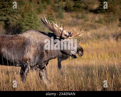 Reifer Alaska BullenElch (Alces Alces) spaziert Ende September durch hohes Gras, das einen Sumpf umgibt, während des Gipfels der „Furche“, oder Herbstbrise... Stockfoto