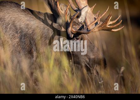 Reifer Alaska Bullenelche (Alces Alces) spazieren Ende September durch hohes Gras, während der Hochsaison der „Furche“, oder Herbstzuchtsaison Stockfoto