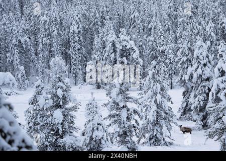 Waldkaribus (Rangifer tarandus), der im Winter durch den borealen Wald in der Nähe von Carcross, Yukon, Kanada, wandert Stockfoto