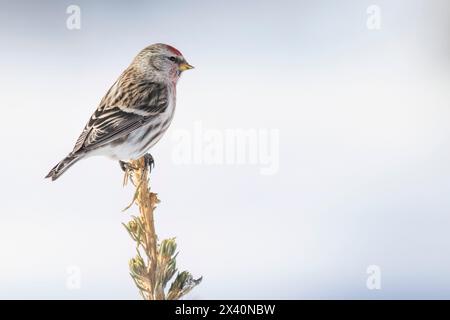 Rotpoll (Gattung Acanthis) auf einem Baumwipfel; Whitehorse, Yukon, Kanada Stockfoto