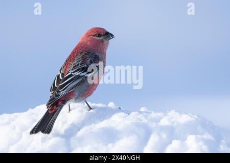 Pine Grosbeak (Pinicola enucleator), der auf einem Schneehaufen thront; Whitehorse, Yukon, Kanada Stockfoto