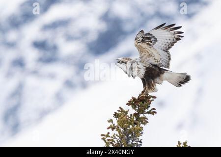 Der raue Falke (Buteo lagopus) landet auf einem Baumkronen mit einem schneebedeckten Berg im Hintergrund; Haines Junction, Yukon, Kanada Stockfoto