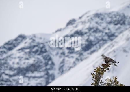 Der raue Falke (Buteo lagopus) thront auf einem Baumwipfel mit einem schneebedeckten Berg im Hintergrund; Haines Junction, Yukon, Kanada Stockfoto