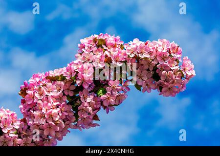 Nahaufnahme einer Gruppe rosafarbener Apfelblüten vor blauem Himmel und Wolken; Calgary, Alberta, Kanada Stockfoto