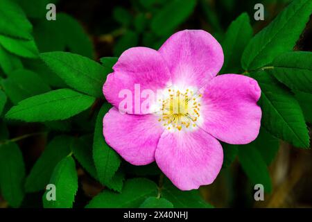 Nahaufnahme einer wilden Rose (Rosa acicularis) in Blüte; Calgary, Alberta, Kanada Stockfoto