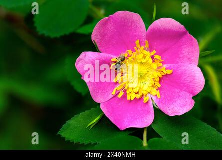 Nahaufnahme einer Biene, die Pollen in einer wilden Rose sammelt (Rosa acicularis); Calgary, Alberta, Kanada Stockfoto