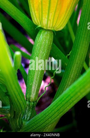 Nahaufnahme einer jungen grünen Zucchini (Cucurbita pepo) auf der Pflanze in einem Garten mit noch angebrachter Blüte; Calgary, Alberta, Kanada Stockfoto