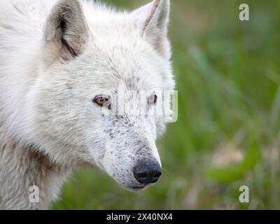 Nahaufnahme eines weißen Wolfs (Canis Lupus), der Anfang Juni in der Nähe des McNeil River im Südwesten Alaskas jagt. Weiße Wölfe sind keine Seltenheit ... Stockfoto