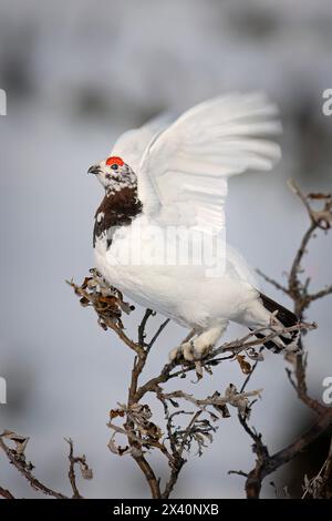 Ein männlicher Weidenptarmigan (Lagopus lagopus), der frühe brütende Farben in Hals- und Augenkämmen zeigte, wobei seine Flügel ... auf einem Weidenzweig ausbalancierten Stockfoto