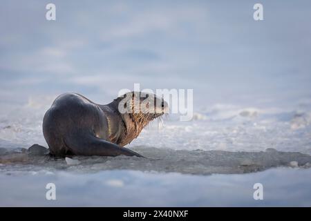 Porträt eines Flussotters (Lutra canadensis) hält in der Nähe eines Eisfischlochs auf einem See in der Gegend von Anchorage. Mitglieder der Wiesel-Familie, Otter fangen ... Stockfoto