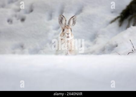 Porträt eines Schneeschuhhasen (Lepus americanus), der sich bereits von winterlich weiß zu sommerlich braun färbt, taucht aus einer Frühfrühlingsschneeberm in Sou auf... Stockfoto