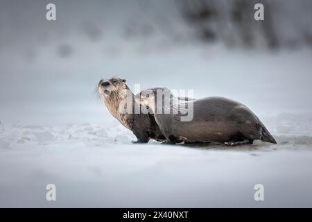 Porträt eines Paares von Flussottern (Lutra canadensis) Pause in der Nähe eines Eisfischlochs auf einem See in der Gegend von Anchorage. Mitglieder der Wiesel-Familie, Otter... Stockfoto