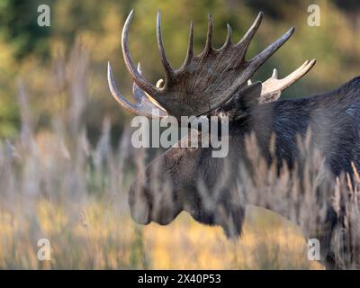 Ein großer Bullenelch (Alces alces) streift Mitte September auf einer offenen Wiese auf der Suche nach Kühen. Zuchtrechte werden normalerweise von der Matur... Stockfoto