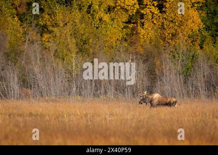 Ein junger Bullenelch (Alces alces) weht an einem Tag Ende September am Rande des Potter Marsh von Anchorage entlang. Teil des Anchorage Coastal Wildlif... Stockfoto