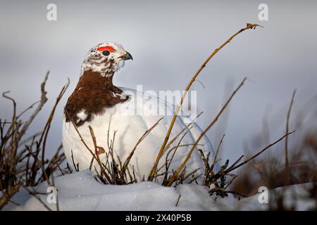 Männliche Weidenptarmigan (Lagopus lagopus), die früh brütende Farben in Hals- und Augenkämmen zeigen, halten während der Fütterung in der Chuga im Südwesten Alaskas... Stockfoto