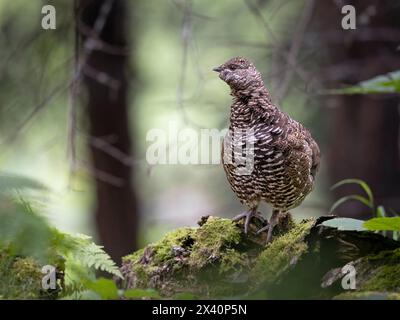 Ein weibliches Fichtenhühnchen (Falcipennis canadensis) steht aufmerksam in einem Fichte-Stand im Süden Alaskas. Die Vögel hängen stark von Fichtenbäumen ab... Stockfoto