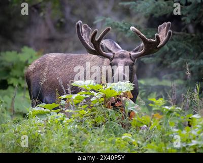 Junge Bullenmächte (Alces alces) halten an einem Teufelsschlägerdickicht (Oplopanax horridus). Alaskas boreale Wälder bieten ausgezeichnete Nahrung, Deckung und ... Stockfoto