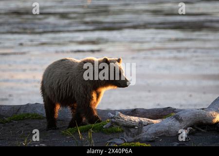 Das zweijährige Brown Bear Cub (Ursus arctos) spaziert am Strand in der Nähe des McNeil River im abgelegenen Südwesten Alaskas; Alaska, USA Stockfoto