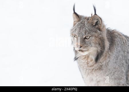 Nahaufnahme eines kanadischen Lynx (Lynx canadensis) im Schnee; Haines Junction, Yukon, Kanada Stockfoto