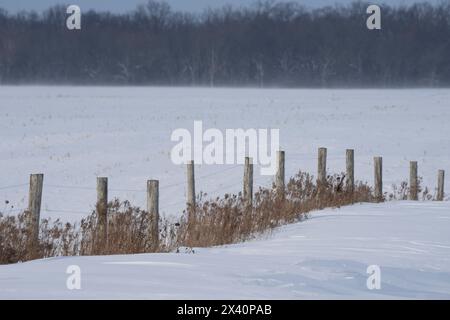 Winterszene mit Zaunpfählen, die an einem windigen Tag durch ein schneebedecktes Feld im ländlichen Ontario in die Ferne führen; Kerwood, Ontario, Kanada Stockfoto