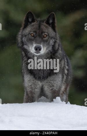 Nahaufnahme eines Wolfs (Canis Lupus) in der Wildnis, der Augenkontakt herstellt; Haines Junction, Yukon, Kanada Stockfoto