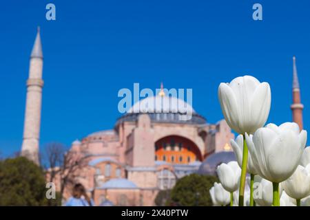 Weiße Tulpen und Hagia Sophia. Besuchen Sie Istanbul Concept Foto. Istanbul auf dem Hintergrund des Frühlings. Stockfoto