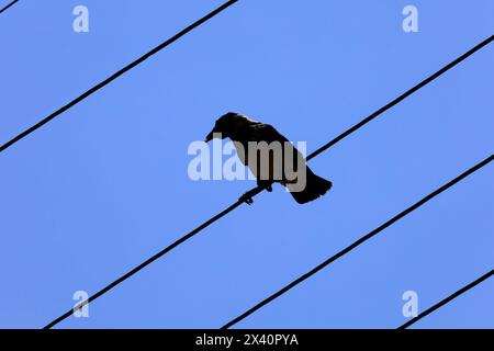 Kapuzenkrähe (Corvus cornix) sitzt auf einem Draht mit Nahrung im Schnabel vor blauem Himmel, Insel Tilos, Dodekanese, Griechenland. Stockfoto