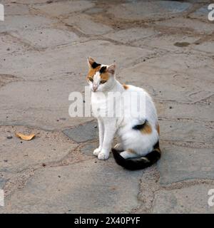 Griechische Katze, die auf einem Weg sitzt, Tilos Isand, Dodekanese, Griechenland, Europa Stockfoto