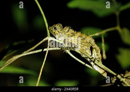 Borneo Anglehead Lizard (Gonocephalus bornensis, auch bekannt als Borneo Forest Dragon) auf einem Zweig. Sepilok, Sabah. Borneo, Malaysia Stockfoto