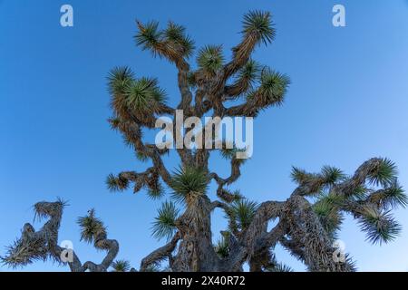 Nahaufnahme der Baumkrone eines Joshua-Baumes (Yucca brevifolia) vor einem klaren blauen Himmel im Joshua Tree-Nationalpark Stockfoto