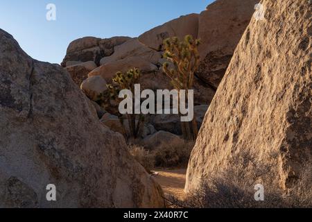 Joshua Trees (Yucca brevifolia) zwischen Felsen im Joshua Tree National Park in Kalifornien, USA; Kalifornien, Vereinigte Staaten von Amerika Stockfoto