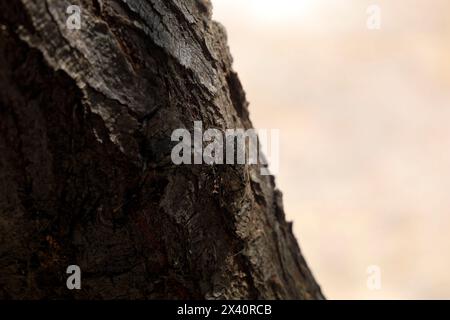 Zikada auf einem Baum, Insel Tilos, Inselgruppe Dodekanes. Griechenland, Juli 2023 Stockfoto