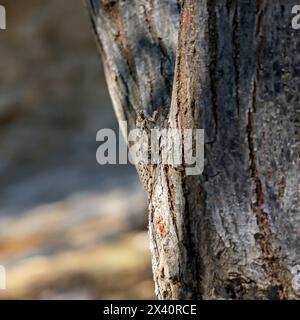 Zikada auf einem Baum, Insel Tilos, Inselgruppe Dodekanes. Griechenland, Juli 2023 Stockfoto