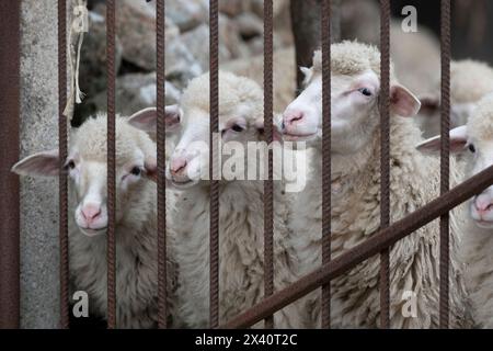 Porträt von drei weißen Schafen (Ovis aries), die entlang eines Zauns stehen und nach außen schauen; Tempio Pausania, Sassari, Italien Stockfoto