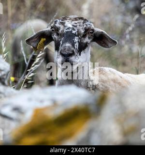 Porträt eines Schafes (Ovis aries) mit schwarzen Markierungen im Gesicht und einem gelben Schild im Ohr; Mykonos, Griechenland Stockfoto