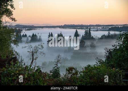 Malerische Aussicht auf Nebel unter den Bäumen bei Sonnenaufgang im pazifischen Nordwesten mit den Olympic Mountains im Hintergrund in der Nähe von Tumwater Stockfoto