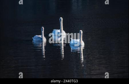 Tundra Swan am Black Lake in der Nähe von Ilwaco, Washington Stockfoto