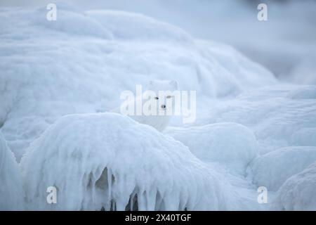 Porträt eines Polarfuchses (Vulpes lagopus) in Eis und Schnee; Churchill, Manitoba, Kanada Stockfoto