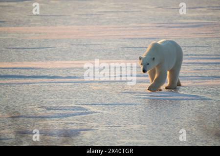 Ein einsamer Eisbär (Ursus maritimes), der in der Abenddämmerung auf dem eisigen Schnee spaziert; Churchill, Manitoba, Kanada Stockfoto