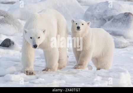Porträt zweier Polarbären (Ursus maritimus) im Schnee und Eis der kanadischen Arktis; Churchill, Manitoba, Kanada Stockfoto