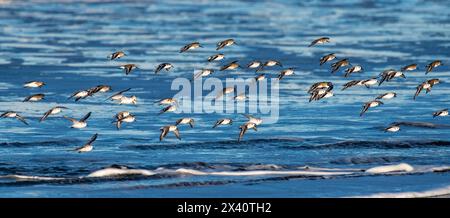 Eine Schar von Sanderling Seevögeln (Calidris alba) im Flug über den Strand und Wellen am Strand im Cape Disappointment State Park in der Nähe der Mündung von Th... Stockfoto