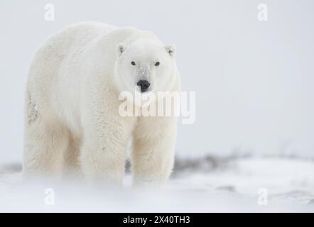 Porträt eines Eisbären (Ursus maritimes), der im Schnee steht und auf die Kamera blickt; Churchill, Manitoba, Kanada Stockfoto