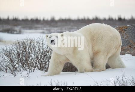 Porträt eines Eisbären (Ursus maritimus), der in der Abenddämmerung im Schnee der kanadischen Arktis spaziert; Churchill, Manitoba, Kanada Stockfoto