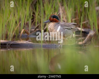 Nahaufnahme eines grünflügeligen blaugrünen drachen (Anas carolinensis) in vollem Frühjahrsgefieder, ruht auf einem Baumstamm in der Westchester Lagoon in ANC... Stockfoto