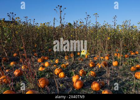 Kürbisflecken und Sonnenblumen auf einem Feld mit blauem Himmel auf Bickford Farms; Vancouver Island, British Columbia, Kanada Stockfoto