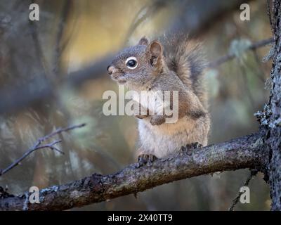 Porträt eines amerikanischen roten Eichhörnchens (Tamiasciurus hudsonicus), das in einer Fichte steht, um einen Zuschauer aus der Sicherheit zu sehen... Stockfoto