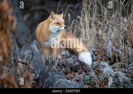 Das Porträt eines Rotfuchses (Vulpes vulpes) hält an einem eisigen Oktobermorgen im Südwesten Alaskas auf einem Baumstamm Stockfoto